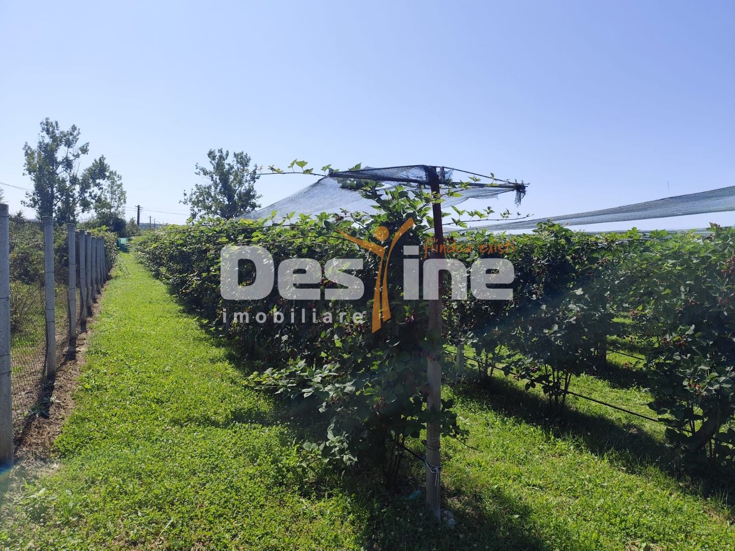 Plantatie de Muri Baicoi 10.000 mp Afacere la cheie! - Poză 1