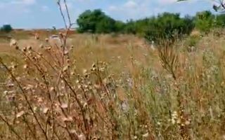 Pantelimon - Centura Bucuresti, teren 2500mp, D20ml, intravilan conf Noul PUG - Poză 6