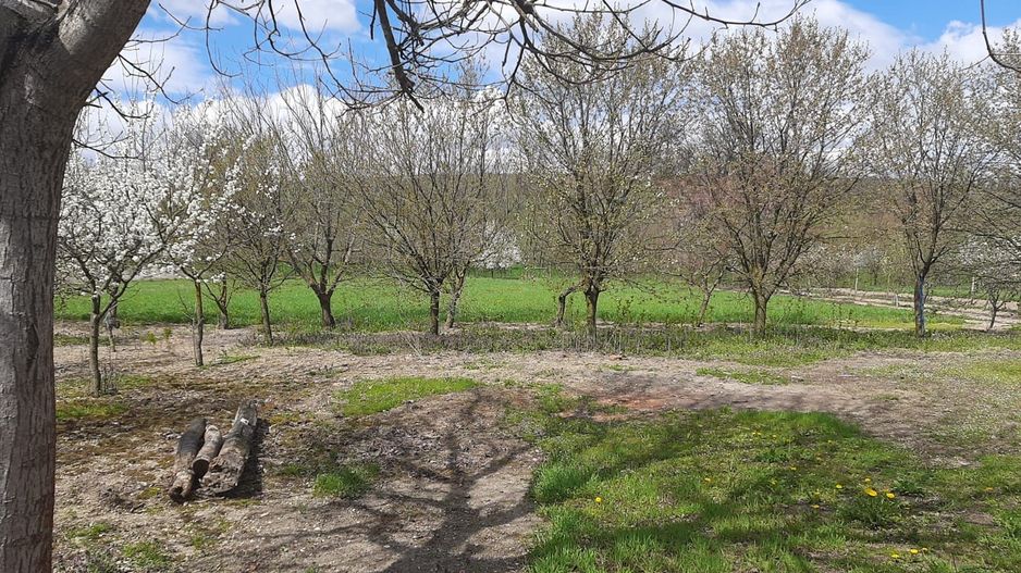 Casă cu teren generos la Bodo - Poză 5