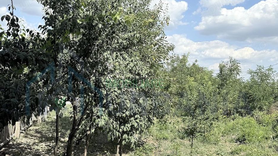 Casă + Teren 521 mp în Sat Bălteni, Comuna Probota, Județul Iași - Poză 6