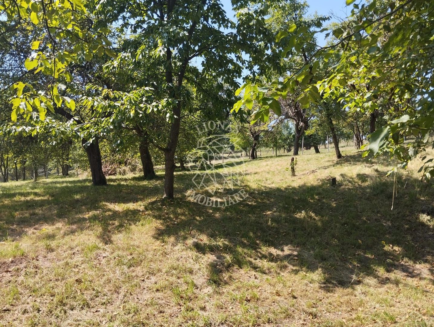 Teren intravilan 2828 mp+autorizatie casa-anexe-livada-Dorolea - Poză 2