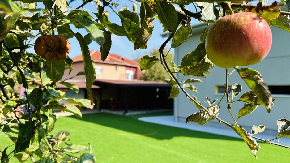 Oferta Inchiriata - SAD | Birouri - Afterschool | 10 camere, 5 bai - Poză 4