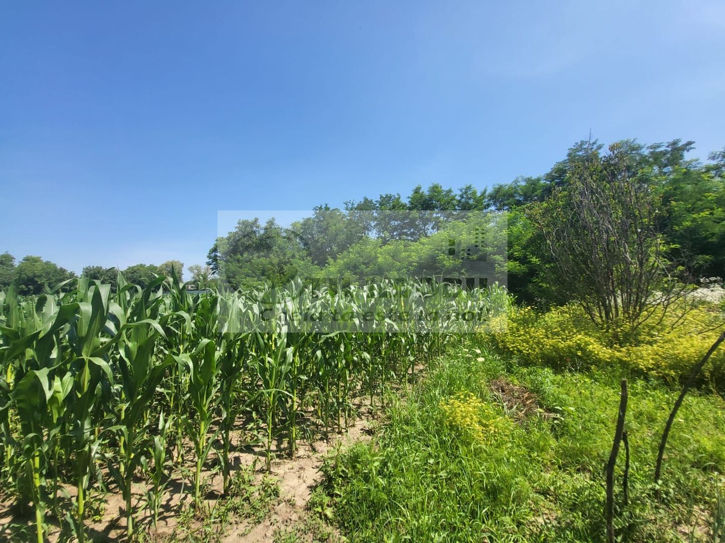 Casă individuala 4000mp teren com Alexandru Ioan Cuza sat Kogalniceni - Poză 15