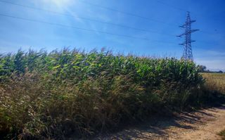 Teren generos | 45 Ari | Utilități în zonă | Deschidere la drum - Poză 2