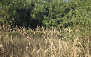 Terenuri intravilane de vânzare| Ciolpani |Acces rapid DN1 & A0 - Poză 6