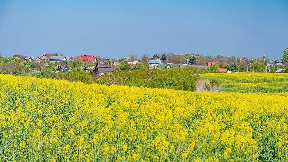 1000mp teren intravilan Caciulati - Poză 2