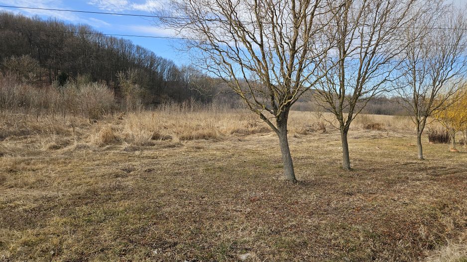 Vanzare teren Labusesti, langa padure - Poză 5