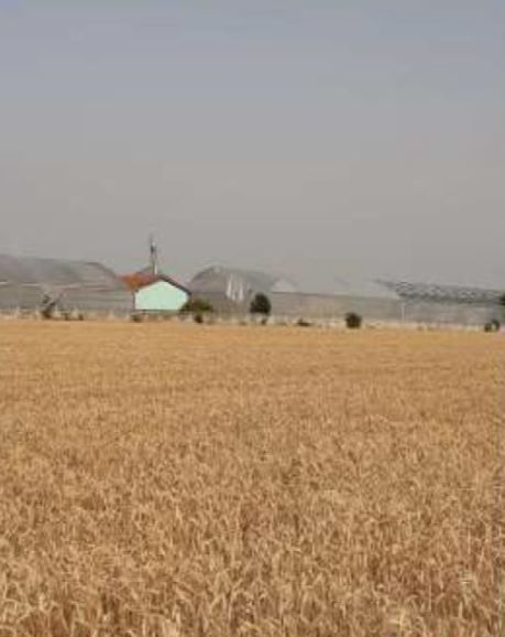 spatiu industrial Uivar Timis - Poză 4