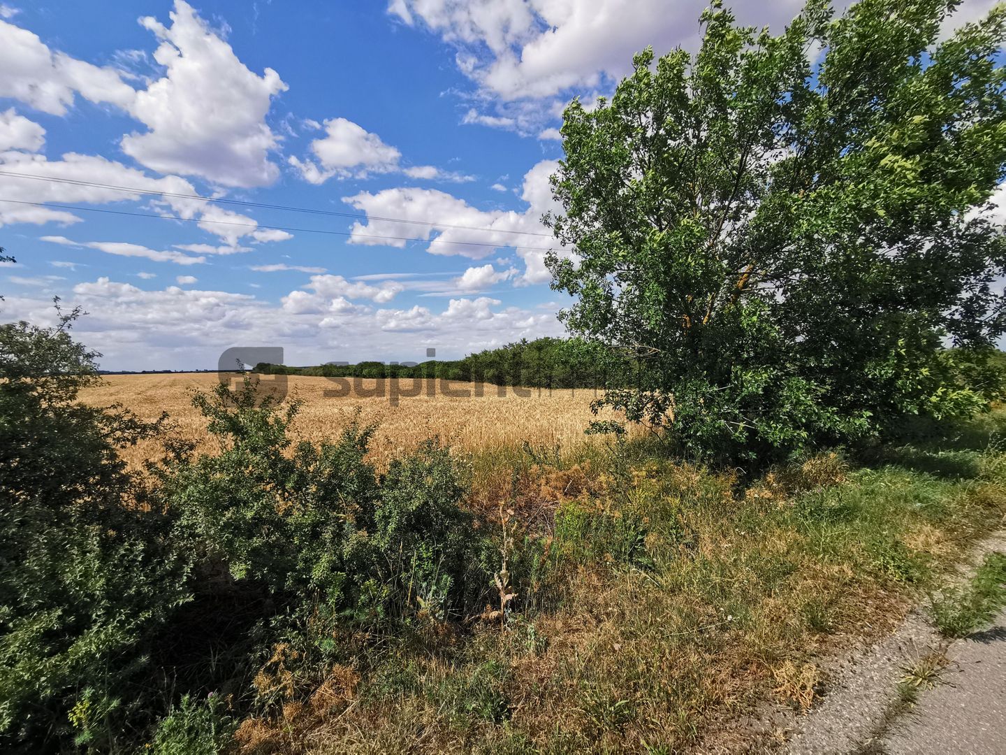 De vânzare teren extravilan, 11,600 mp, Salonta - Poză 6