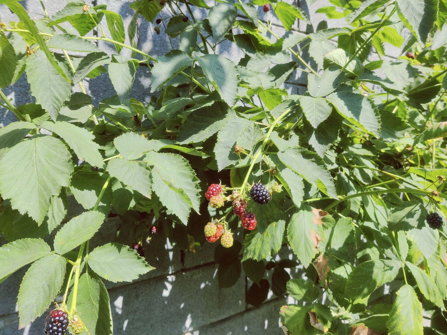 CASA INDIVIDUALA GHIRODA +TEREN 1752 MP - Poză 43