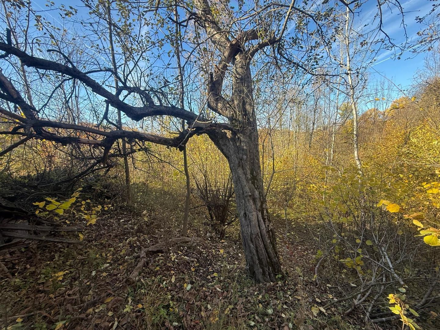 Teren langa pădure 6400mp+casa demolabila-deschidere 35 ml - Poză 9