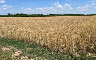Teren arabil in Nojorid. Investiție sigură la preț excelent - Poză 1