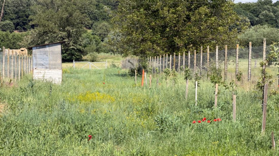 Teren intravilan, 2300mp - Vinerea ( Cugir ) - Poză 3