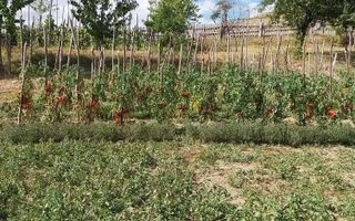 Proprietate cu 60000 mp pamant la pret de apartament - Poză 26