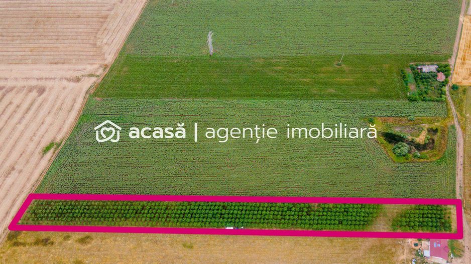 Teren cu plantație de arbori Paulownia, 1.25 ha - Poză 1