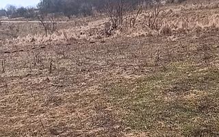 Teren 10000mp intravilan Chinteni 14 case aprobate  Investiție dezvoltator - Poză 6