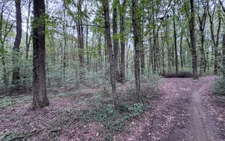 46644 mp teren in Padurea Baneasa proiect exclusivist - Poză 5