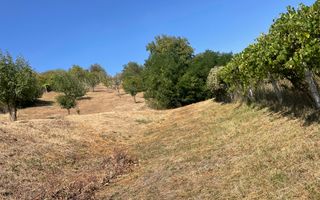 Teren intravilan 2700mp-ideal case-panoramic-Viisoara-Exclusivitate - Poză 4