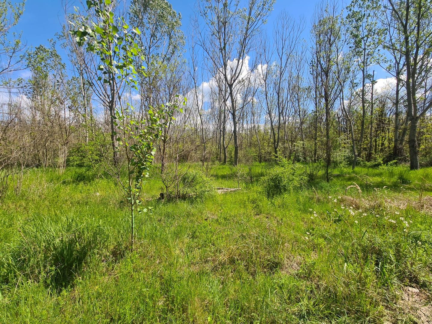 Teren de vanzare / Dem Radulescu - Poză 4