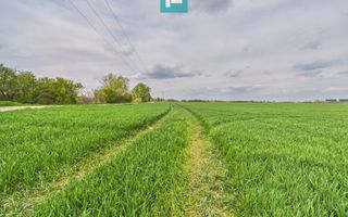 Teren extravilan 19.900 mp – Giroc centură - Poză 3