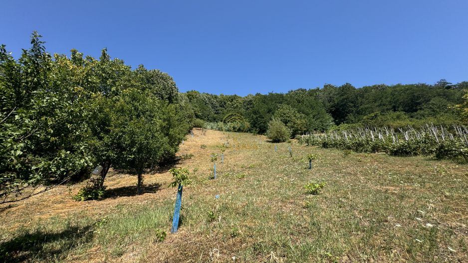 De vanzare Casa cu teren 3500MP in Sabisa/Maramures - Poză 11