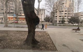 CAPITOL - Bdul Mamaia parter de vila stradal! - Poză 8