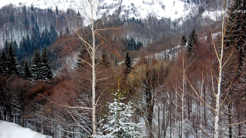 teren intravilan in zona Magura Bran - Poză 15