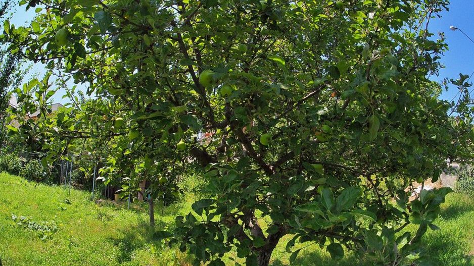 Vanzare teren intravilan, Prundu - Poză 11