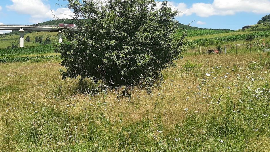 Teren de vanzare in Martinesti - Poză 2