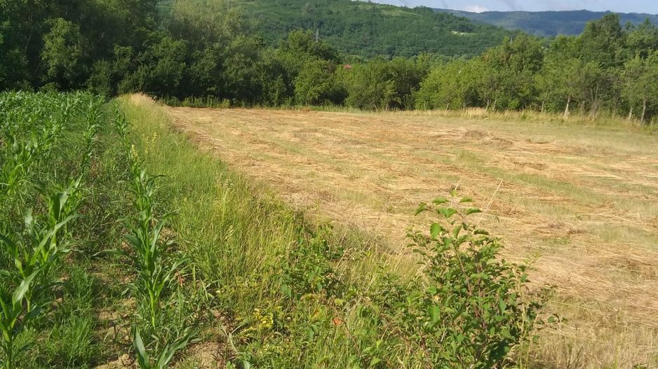 Teren Sasca Română-1079 mp - Poză 3