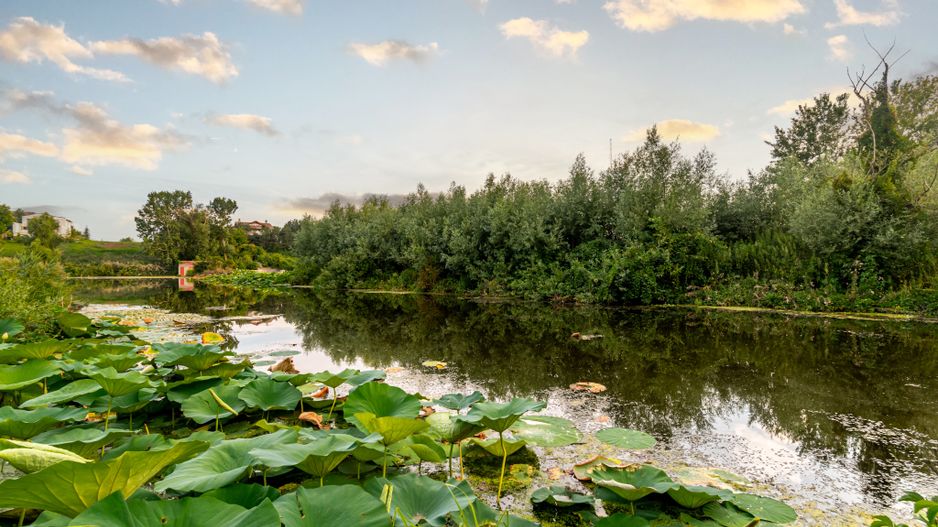 Teren Lacul Snagov 1.976 mp | 19,18 m front la lac | Vilă P+1 | 0% com - Poză 2