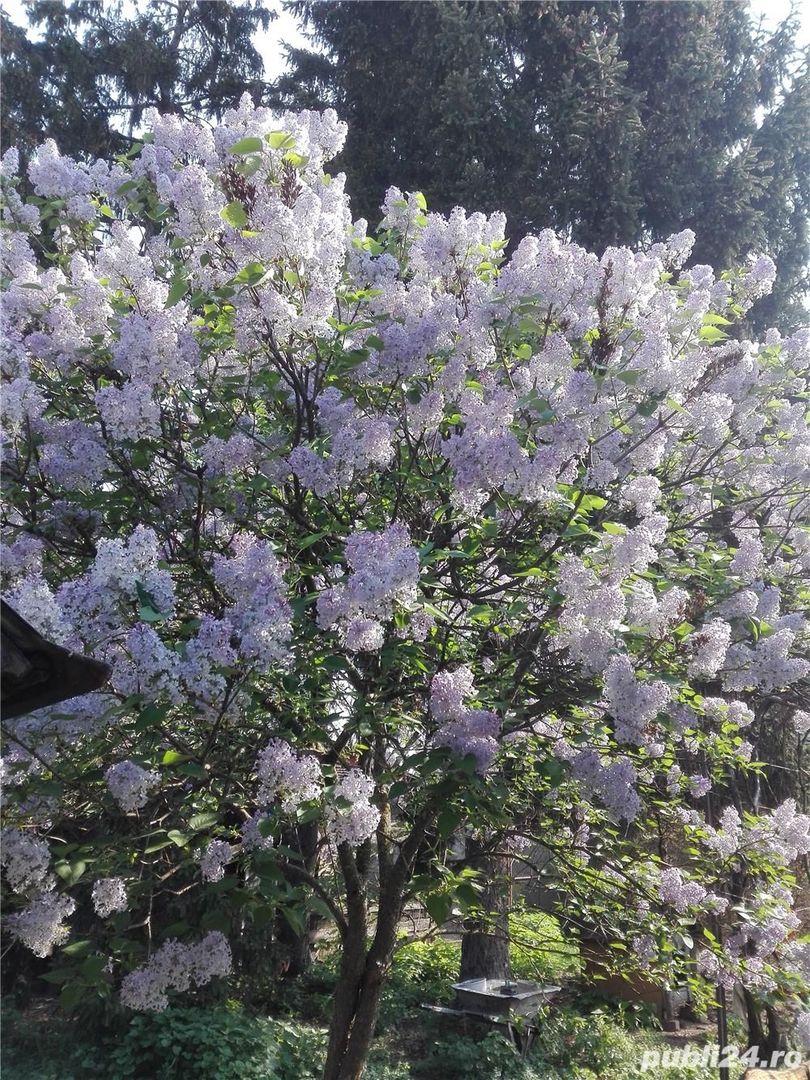 BRASADAS vinde casa mare cu teren 2100 mp zona Titulescu. - Poză 8