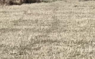 Teren langa Padure Dragomirna 40 Ari ISuceava/Dragomirna I 65.000Euro - Poză 4