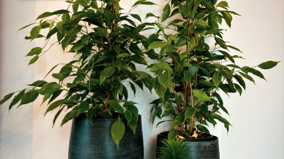 2 camere - Prima inchiriere - Denya Forest - Timisoara - Poză 18