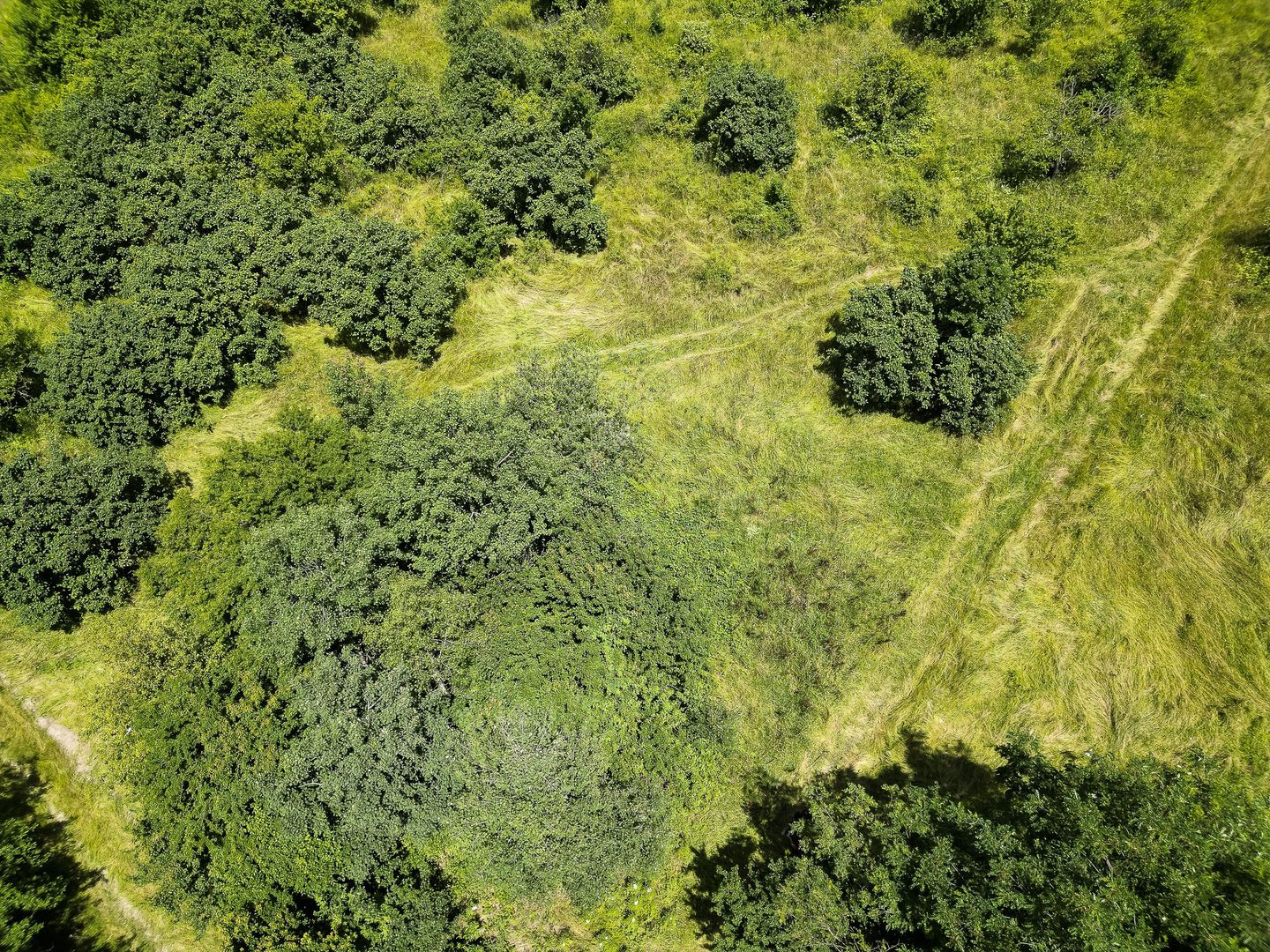 Teren pe deal la Sebiș - Poză 9