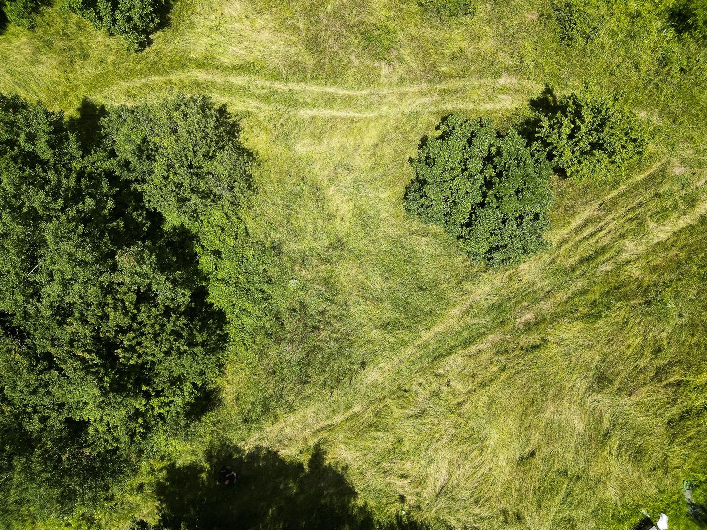 Teren pe deal la Sebiș - Poză 5