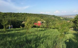 Teren Intravilan Podgoria - Poză 7