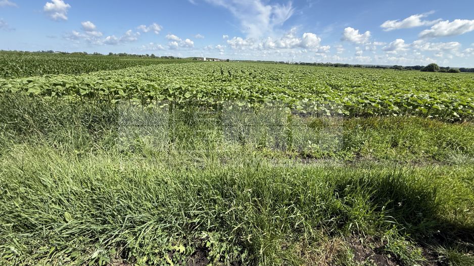 Teren extravilan de vânzare | Rădăuți | 4.000 mp - Poză 5