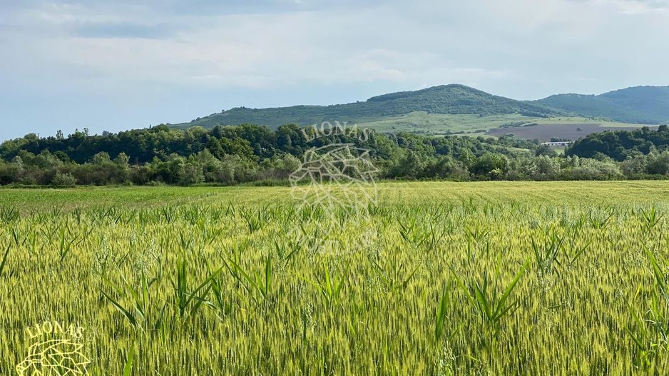 Teren -4.300 mp - Arabil - Chintelnic - Poză 7
