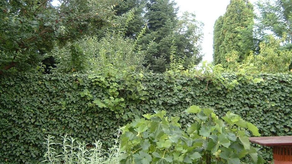 Vanzare | Casa | Otopeni Fermei | 2 Parcari | Curte libera 300 mp - Poză 7