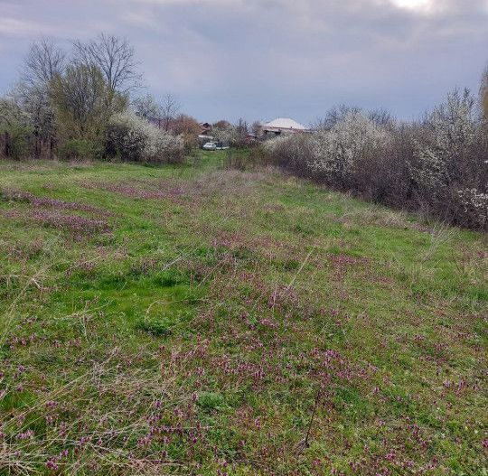 Teren Topoloveni - 3670 mp - langa padure, aproape de Centrul orasului  - Poză 5