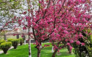Casa 3 camere Domnesti - Poză 15