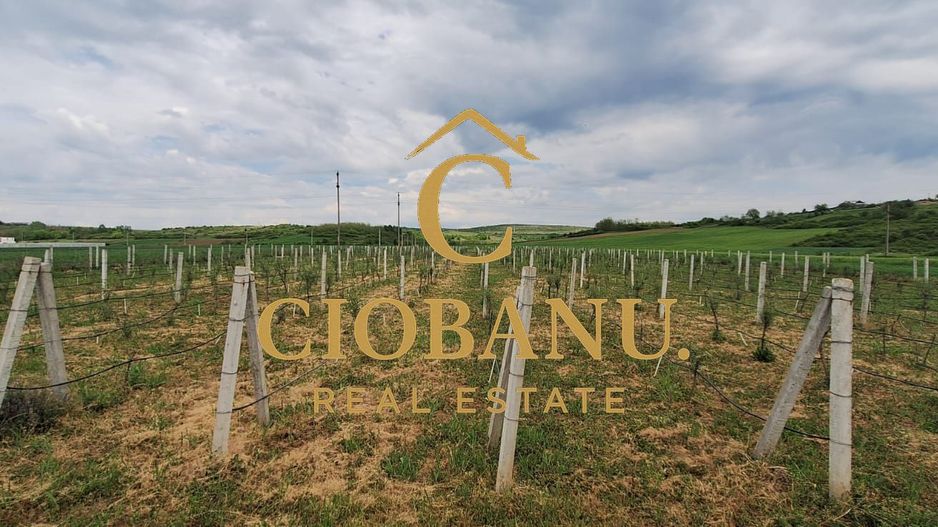 Teren intravilan cu PLANTATIE DE GOJII de vanzare in Racari - Poză 26