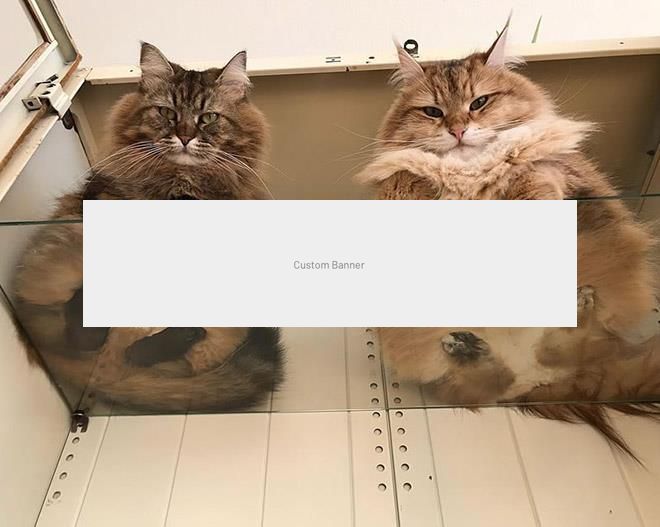 APARTAMENT NOICE CU CHIRIASI LA PACHET - Poză 1