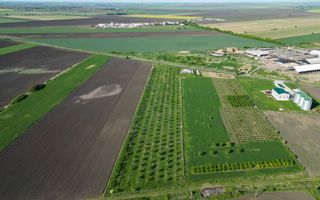 Livadă de nuci și pruni 2.4ha în Variașul Mare - Poză 7