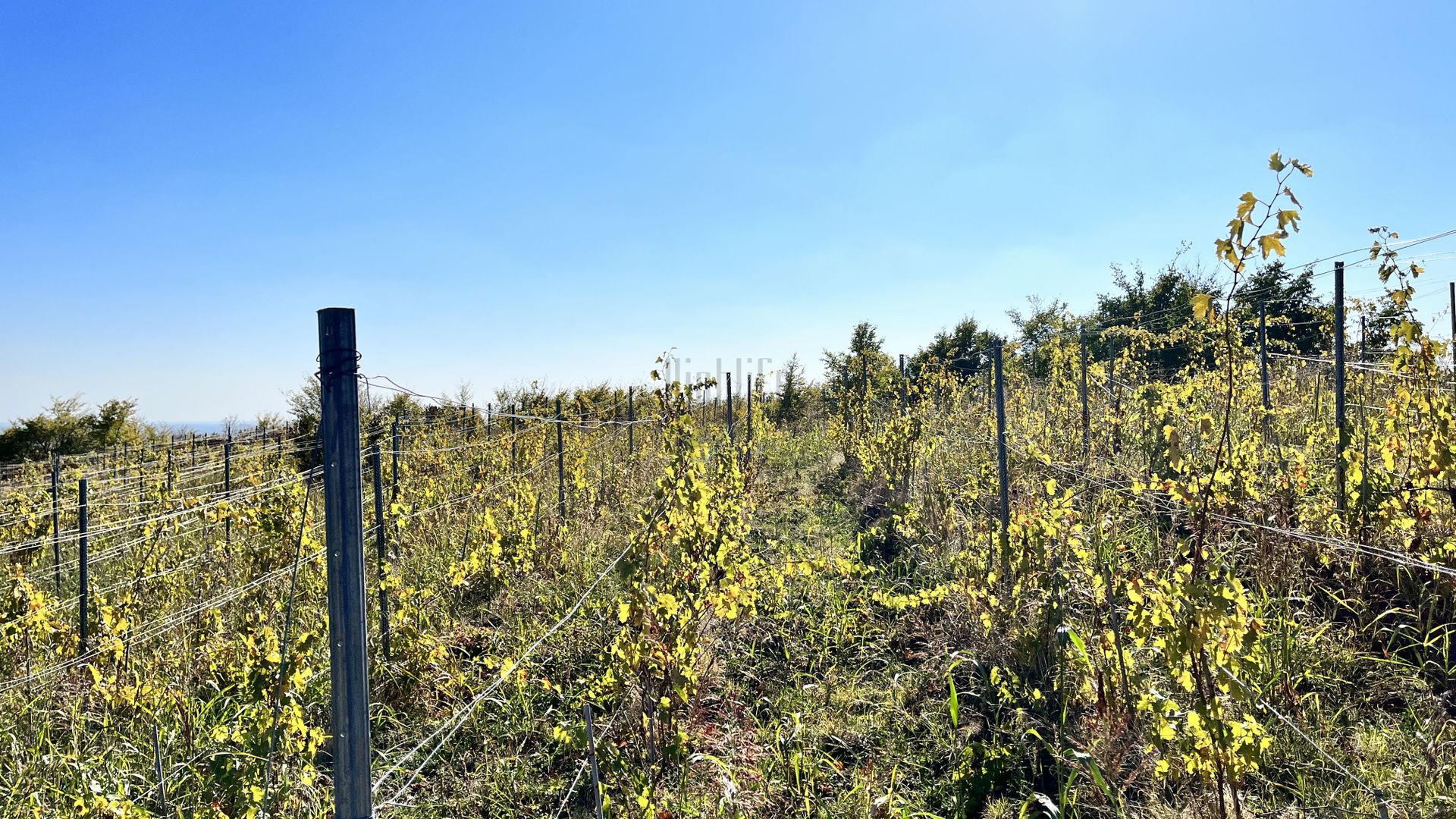 14Ha podgorie, livada pomi fructiferi, si conac 3000mp - Poză 11
