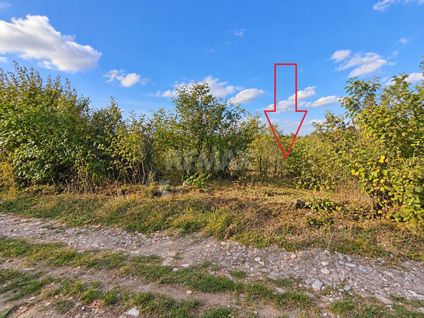LOT POMICOL DE VÂNZARE – 5,7 ARI | IALOVENI  Î.P. „Floare-Carpet - Poză 6
