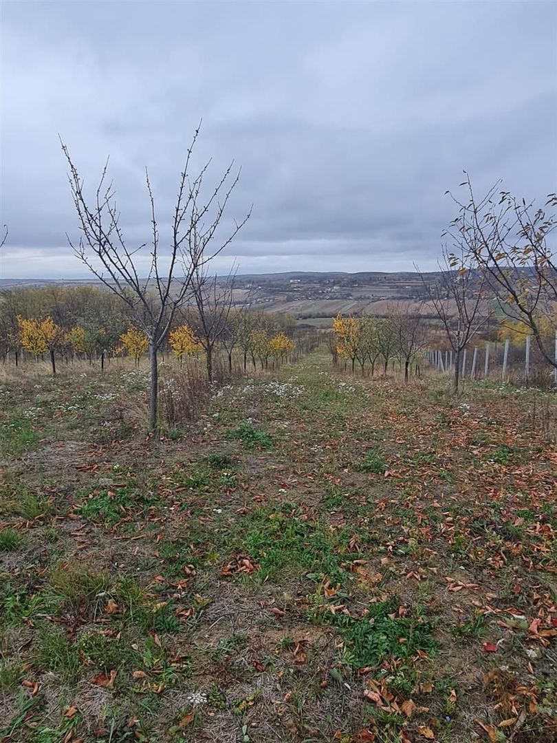 Teren Cetariu 9900 mp - Poză 4