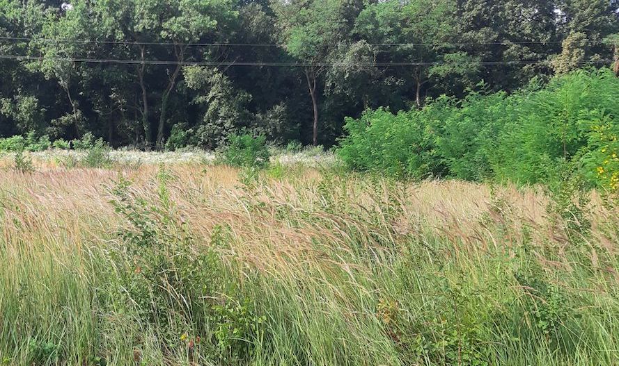 TEREN DUMBRAVITA APROAPE DE PADUREA VERDE - Poză 3