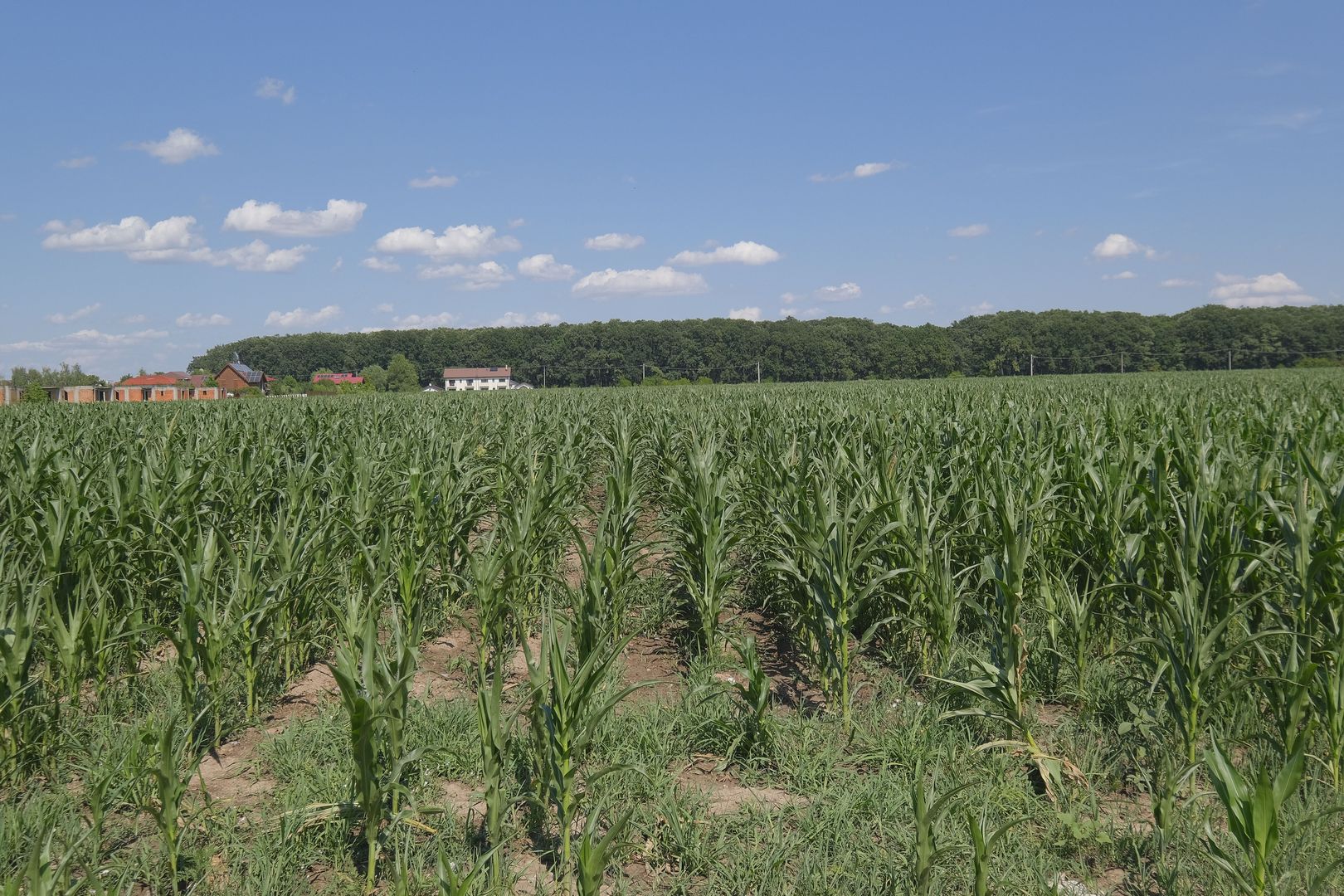 Corbeanca - Sat Petresti - Str. Codrului, 26.650 mp. teren intravilan - Poză 4